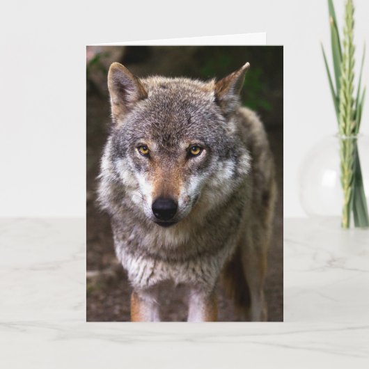 WOLF FOTOGRAFIE BIRTHDAY KAART (Voorkant)