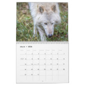 Wolf Fotografie Kalender (Mar 2026)