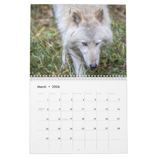 Wolf Fotografie Kalender (Mar 2026)