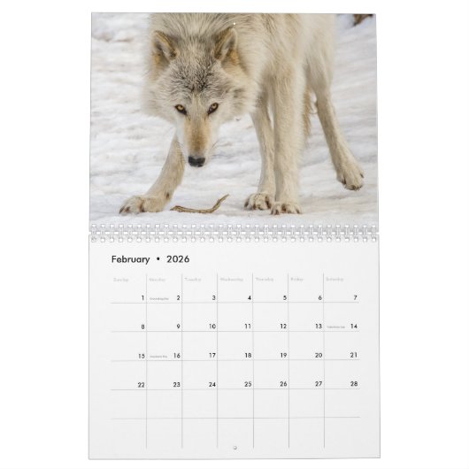 Wolf Fotografie Kalender (Feb 2026)