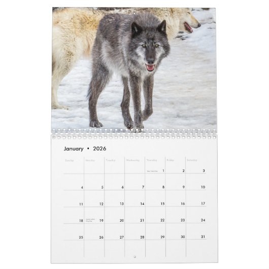 Wolf Fotografie Kalender (Jan 2026)