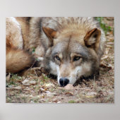 Wolf Framed Print (Voorkant)