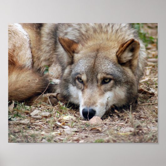 Wolf Framed Print (Voorkant)