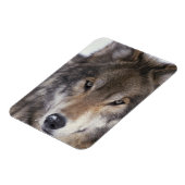 Wolf Gaze Magneet (Linkerzijde)