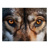 Wolf Gaze Perfect Poster (Voorkant)