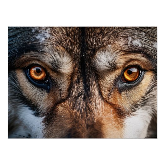 Wolf Gaze Perfect Poster (Voorkant)