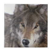 Wolf Gaze Tegeltje (Voorkant)