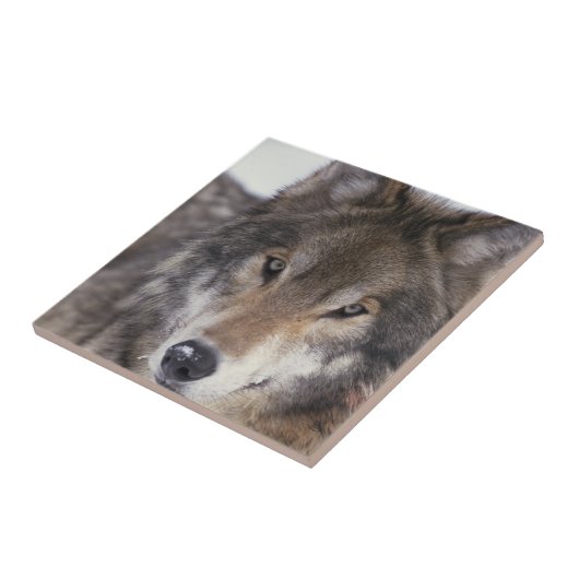 Wolf Gaze Tegeltje (Zijkant)