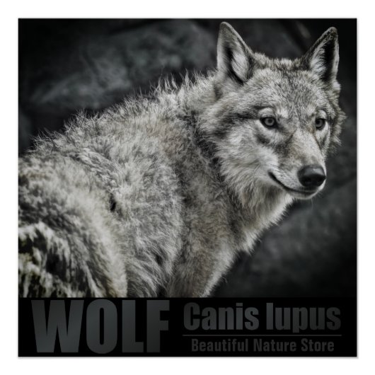 WOLF:Glossy Poster (Voorkant)