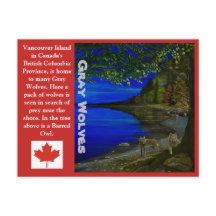 Wolf! Grijze wolven en Barred Owl.