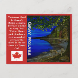 Wolf! Grijze wolven en Barred Owl. Briefkaart