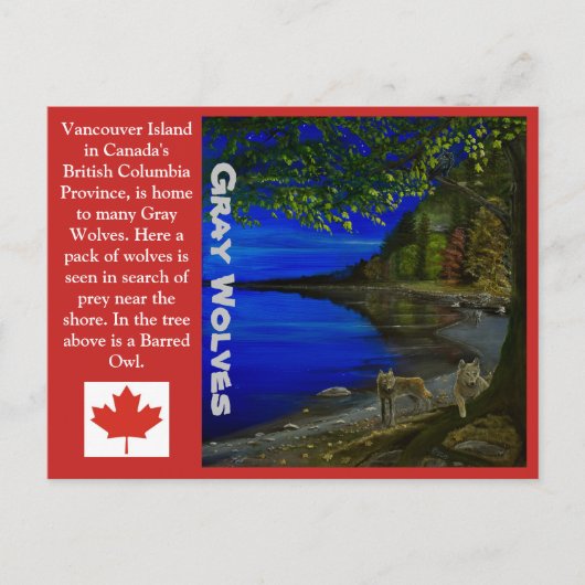 Wolf! Grijze wolven en Barred Owl. Briefkaart (Voorkant)
