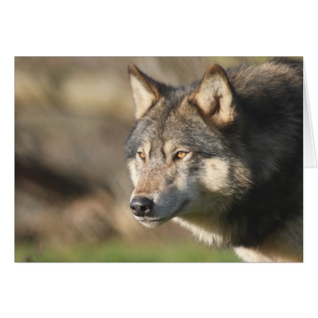 Wolf head (Voorkant Horizontaal)