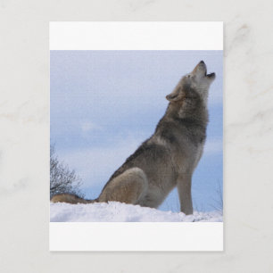 Wolf Howl Briefkaart