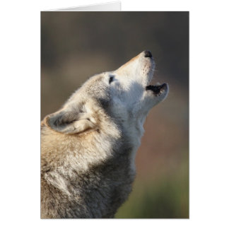 Wolf Howling