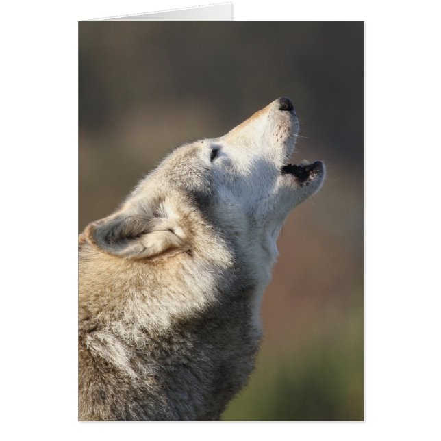 Wolf Howling (Voorkant)
