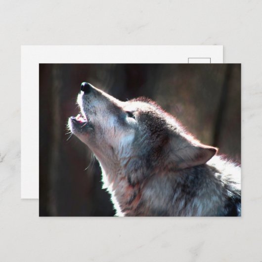 Wolf Howling Lone Wolf Briefkaart (Voorkant / Achterkant)