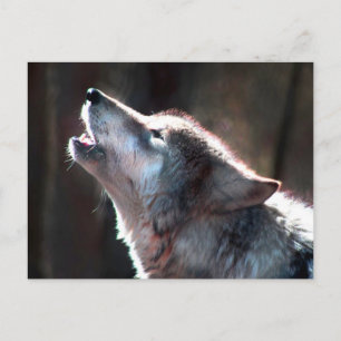 Wolf Howling Lone Wolf Briefkaart
