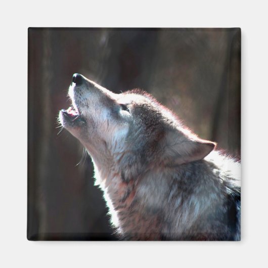 Wolf Howling Lone Wolf Magneet (Voorkant)