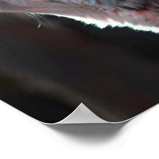 Wolf Howling Lone Wolf Poster (Hoek)