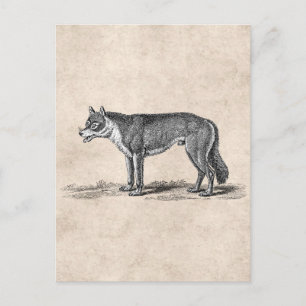 Wolf Illustratie - Sjabloon van 1800 Wolven Briefkaart