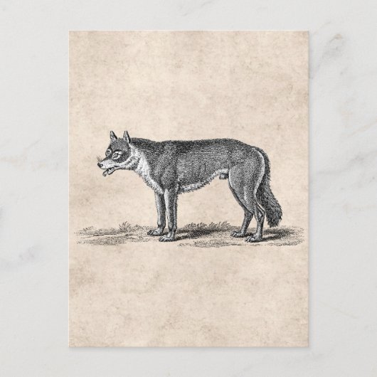  Wolf Illustratie - Sjabloon van 1800 Wolven Briefkaart (Voorkant)