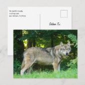 Wolf in de bossen briefkaart (Voorkant / Achterkant)