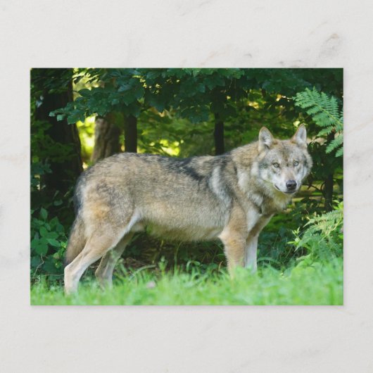 Wolf in de bossen briefkaart (Voorkant)
