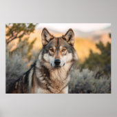Wolf in de natuur poster (Voorkant)