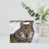 wolf in de sneeuw briefkaart (Staand voorkant)