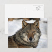 wolf in de sneeuw briefkaart (Voorkant / Achterkant)