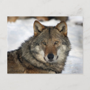 wolf in de sneeuw briefkaart