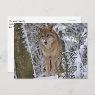 Wolf in de sneeuw briefkaart