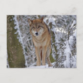 Wolf in de sneeuw briefkaart (Voorkant)