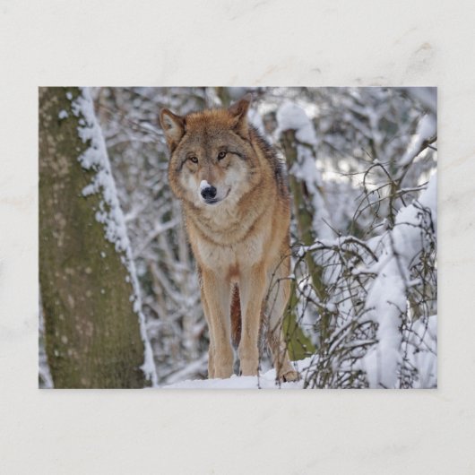 Wolf in de sneeuw briefkaart (Voorkant)