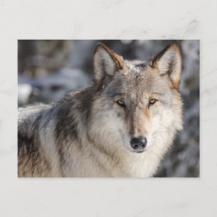 Wolf in de sneeuw Foto Briefkaart