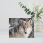 Wolf in de sneeuw Foto Briefkaart (Staand voorkant)