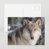 Wolf in de sneeuw Foto Briefkaart (Voorkant / Achterkant)