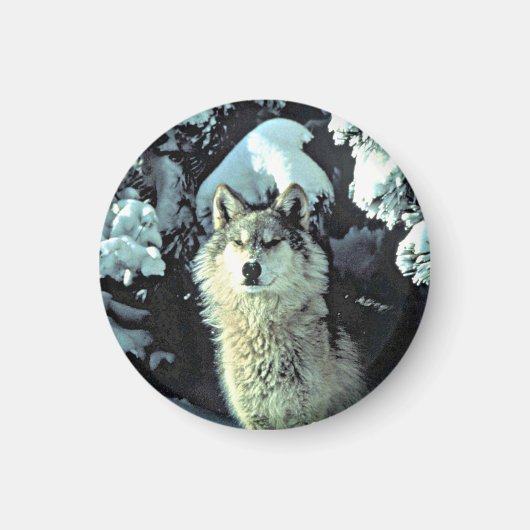 Wolf in de sneeuw magneet (Voorkant)