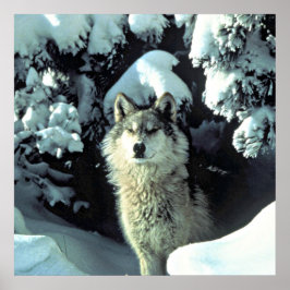Wolf in de sneeuw poster