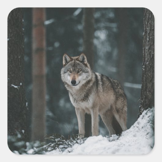 Wolf in de Winter Vierkante Sticker (Voorkant)