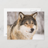 Wolf in een winterbos briefkaart (Voorkant / Achterkant)