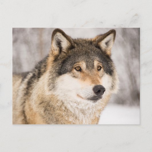 Wolf in een winterbos briefkaart (Voorkant)