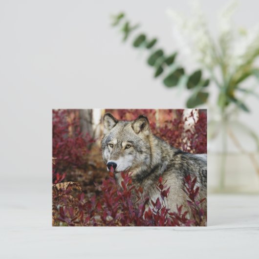 Wolf in Herfst Briefkaart (Staand voorkant)