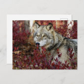 Wolf in Herfst Briefkaart (Voorkant / Achterkant)