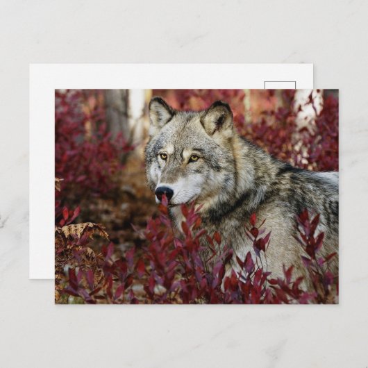 Wolf in Herfst Briefkaart (Voorkant / Achterkant)