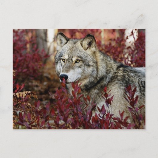 Wolf in Herfst Briefkaart (Voorkant)