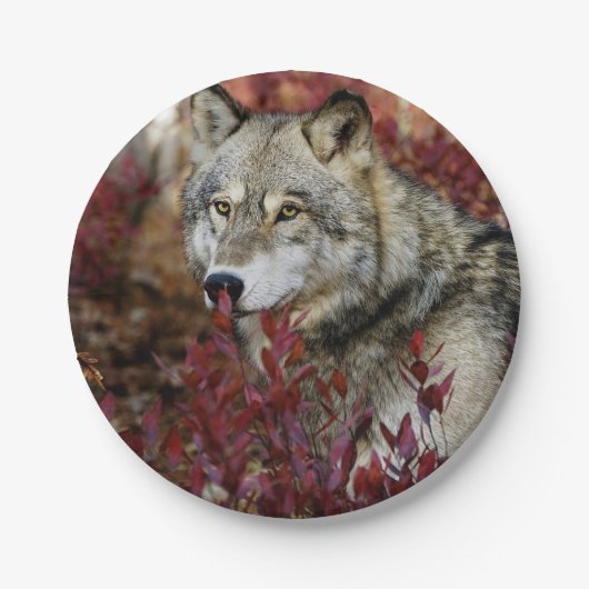 Wolf in Herfst Papieren Bordje (Voorkant)