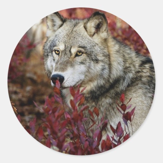Wolf in Herfst Ronde Sticker (Voorkant)