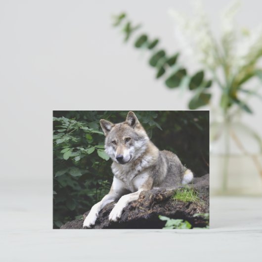 Wolf in het bos briefkaart (Staand voorkant)